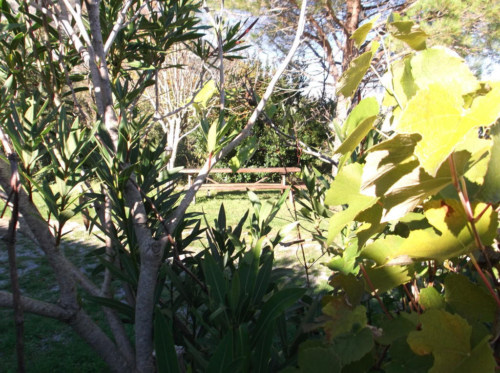 Agriturismo Collevento Trecchina Dış mekan fotoğraf